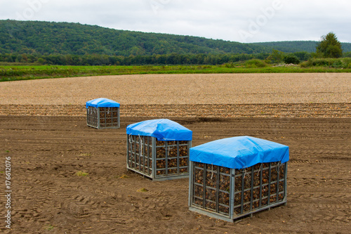 玉ねぎ畑／北海道