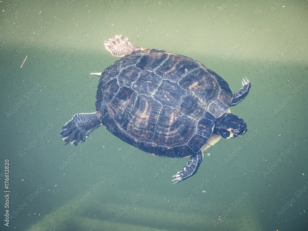 Obraz premium Turtle swims underwater in a pond.