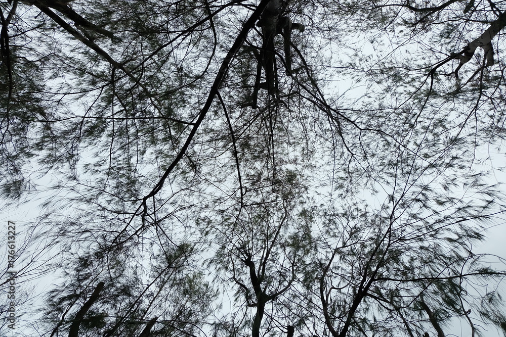 Obraz premium Branches with the sky