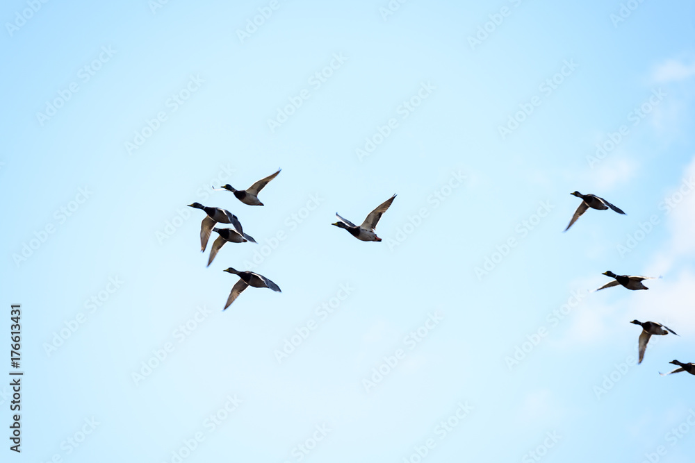 ducks flying in blue sky