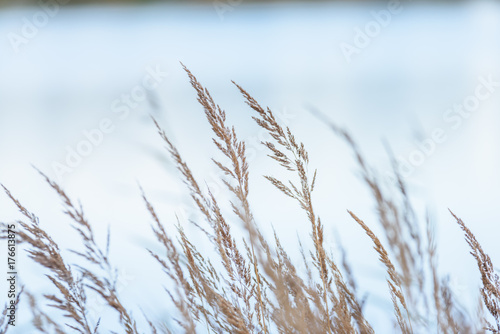 autumn colored grass on the shore of lake