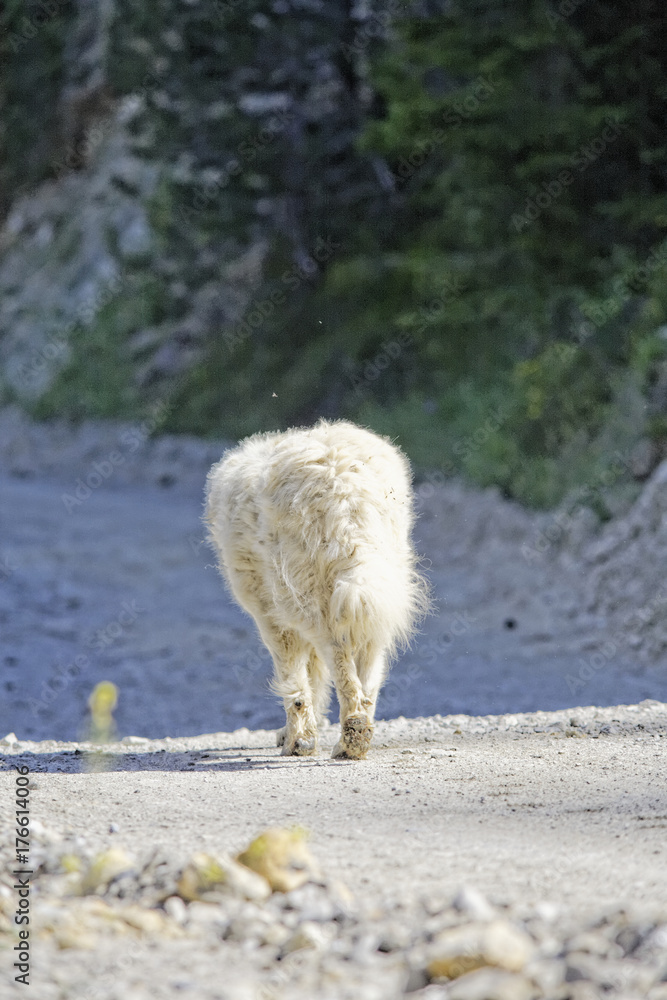 Obraz premium chien patou