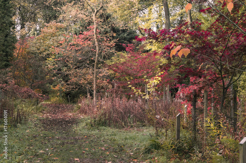 Autumn woodland arboretum