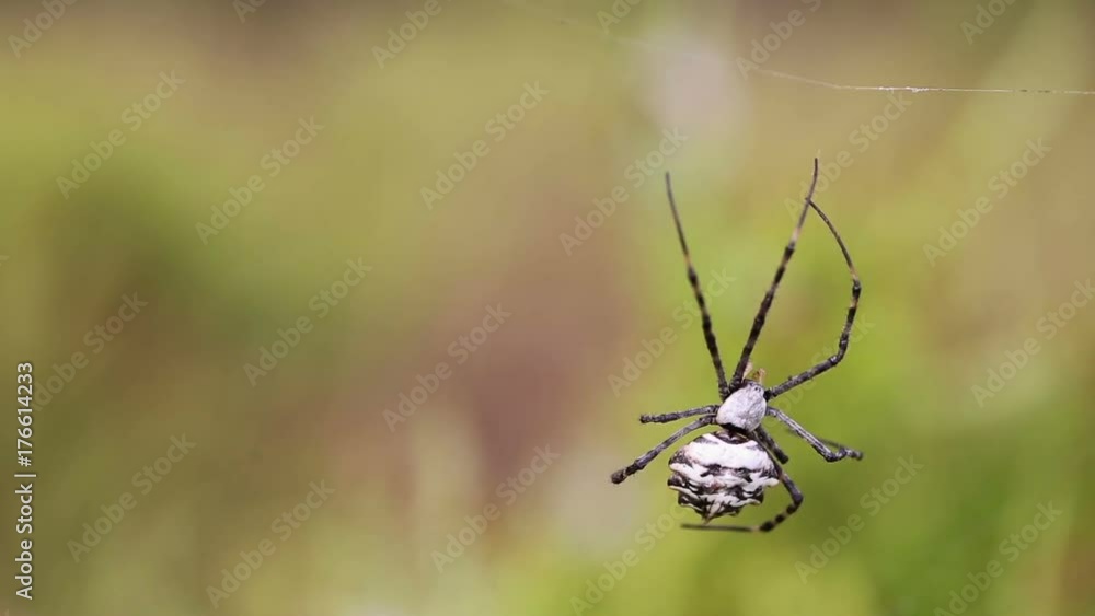 close-up of an Argiope Lobata female spider isolated on a blurred background in nature close-up of an Argiope Lobata female spider isolated on a blurred background in nature