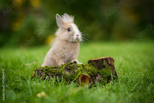 Little rabbit in summer