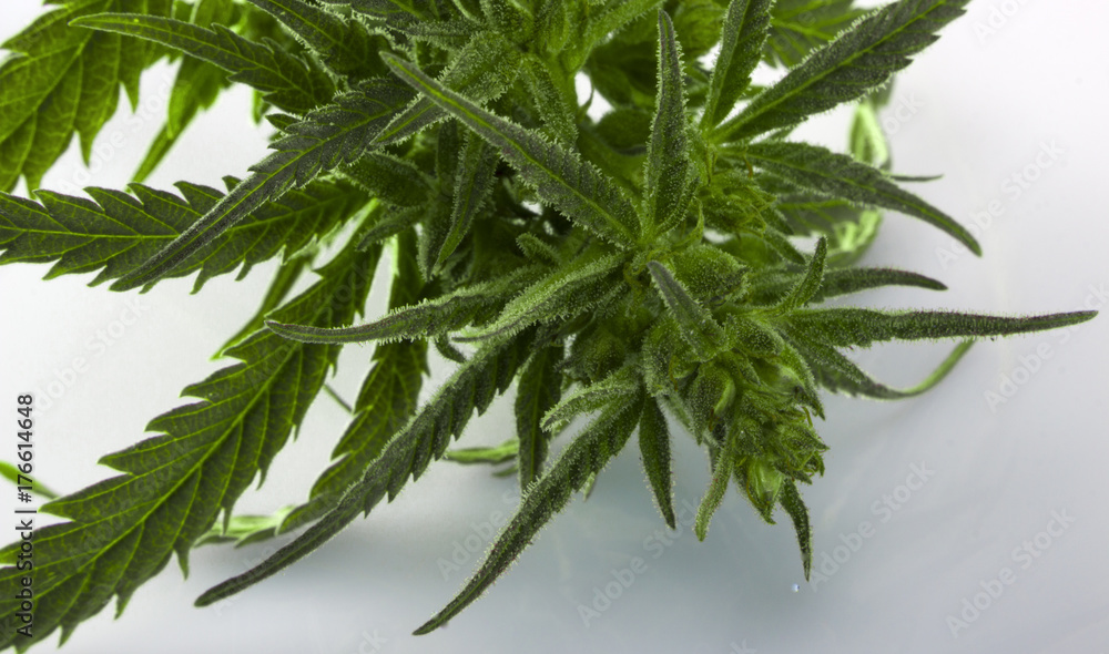Cannabis leaf, marijuana isolated over white Cannabis leaf, marijuana isolated over white