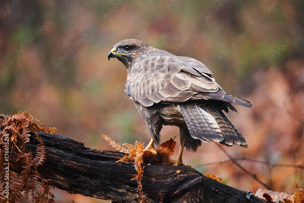 Obraz premium Buzzard perched on a branch