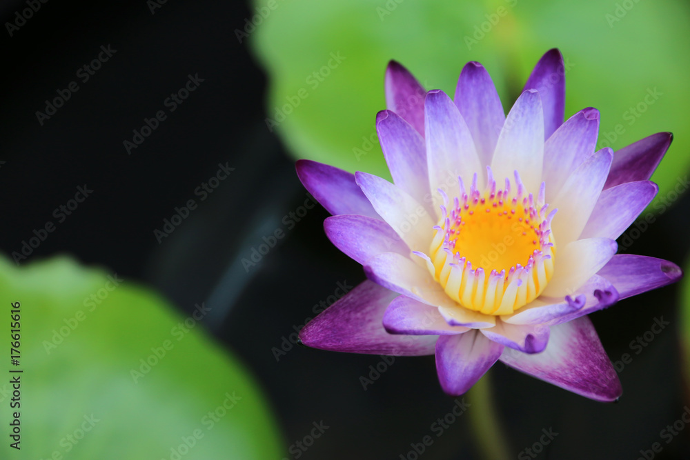 beautiful purple,white and yellow Lotus Flower with green leaf in pond beautiful purple,white and yellow Lotus Flower with green leaf in pond