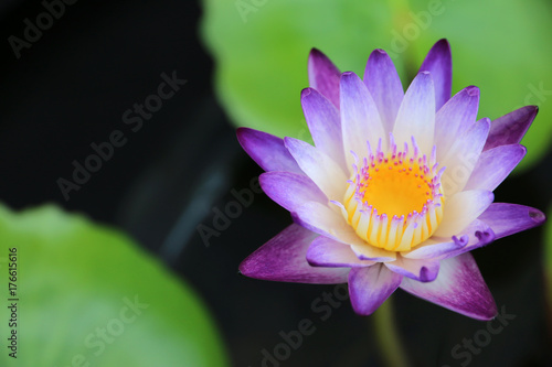 beautiful purple,white and yellow Lotus Flower with green leaf in pond
