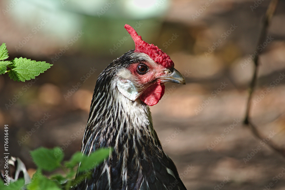 Portrait of a hen framed by green leaves on one side