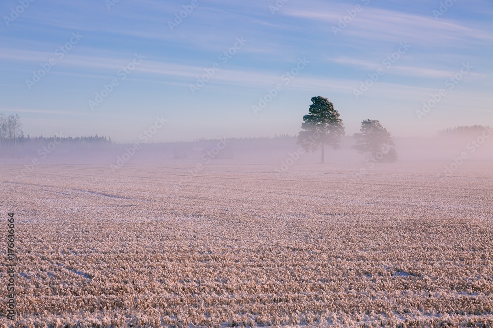 Fototapeta premium Morning winter landscape. Snow trees and frosty fog on the field.