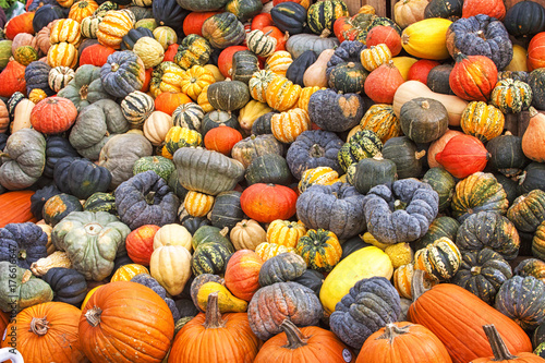 Autumn Gourds 