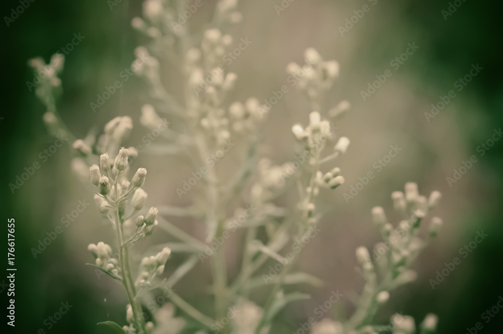 Vintage tone of grass flower  , nature  background