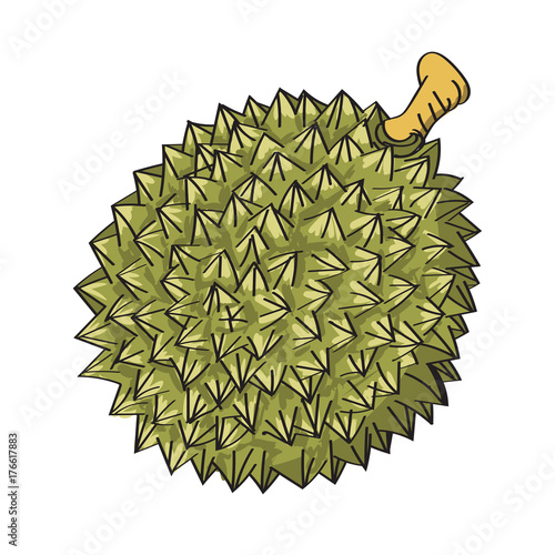 Illustration of Durian-Vector Illustration