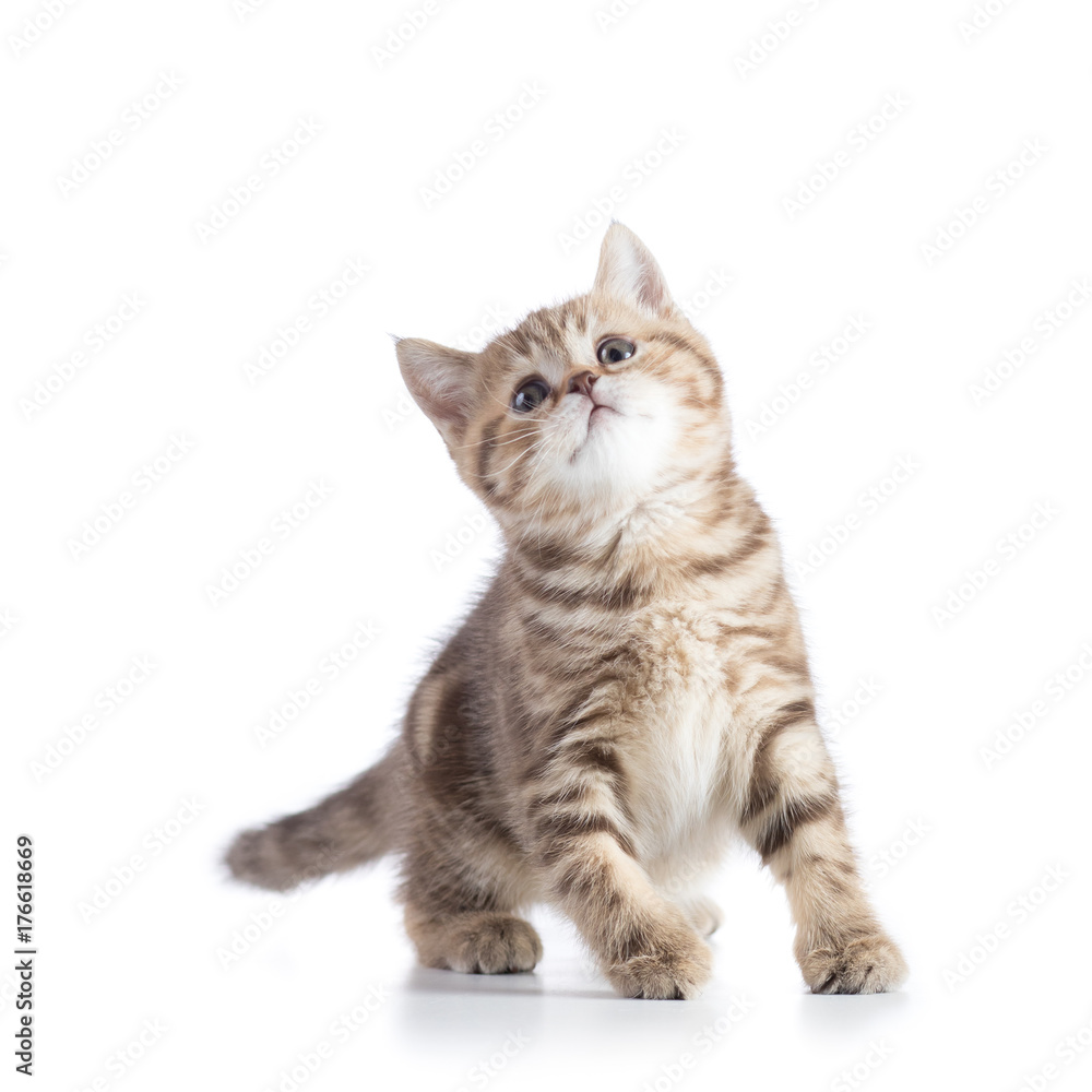 Fototapeta premium playful tabby kitten cat looking up