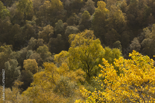 birch tree with autumn colours