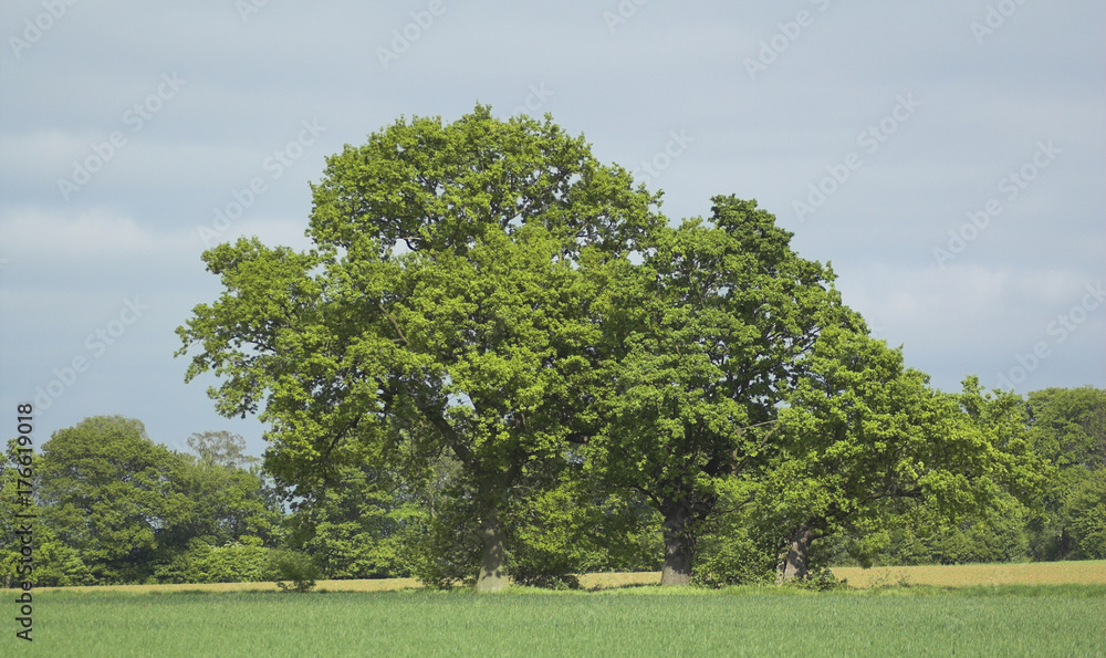 Oak trees (Quercus rober) on field edge Oak trees (Quercus rober) on field edge