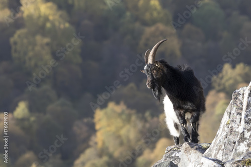 Fotografía feral goat portraits with autumn background