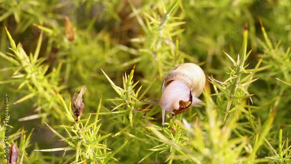 snail feeding on a thorny wild plant (Ulex densus) snail feeding on a thorny wild plant (Ulex densus)