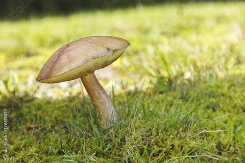 Mushrooms in an autumn mushroom forest.