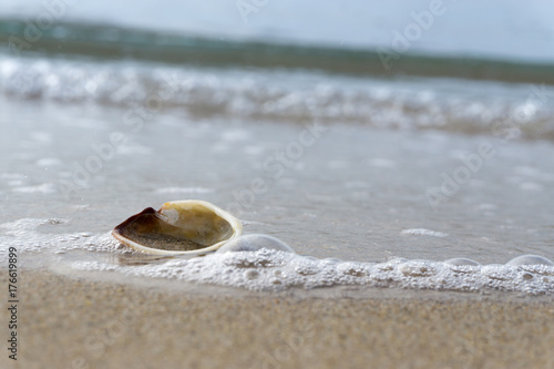 Muschel liegt am Strand im Wasser