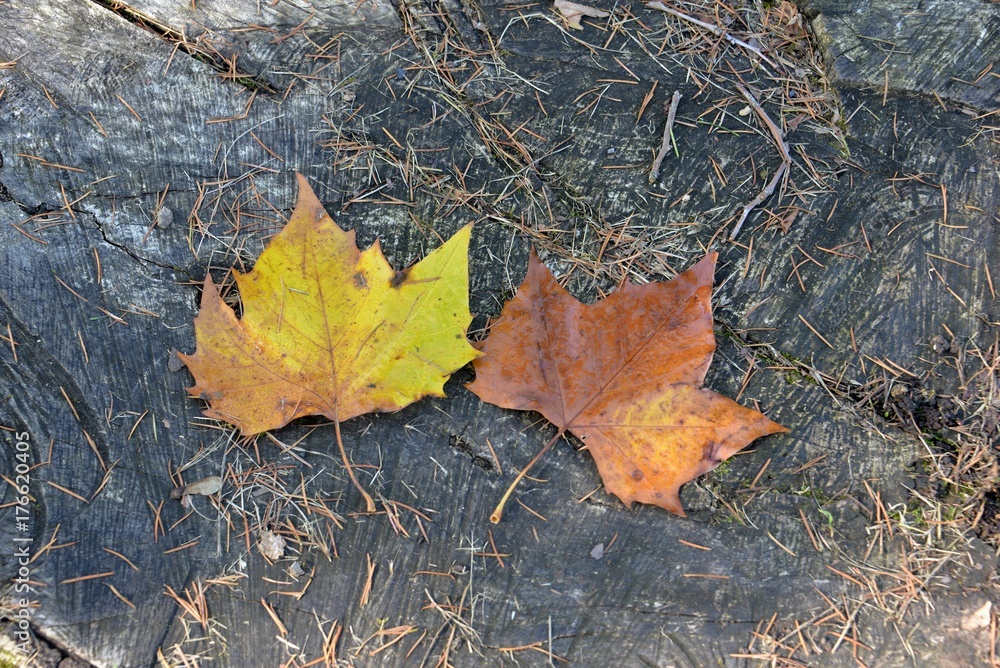 Feuille de Châtaignier


Feuille de Châtaignier
