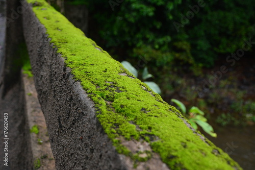 Moss photo