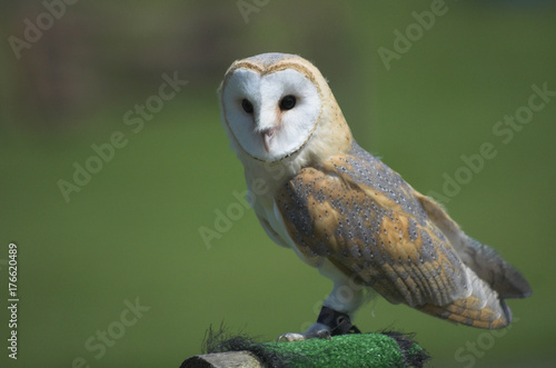 Falconer's barn owl (Tyto alba)