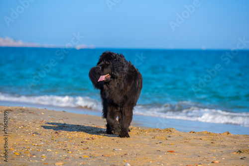 newfoundland dog