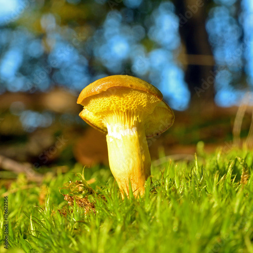 xerocomus submentosus mushroom