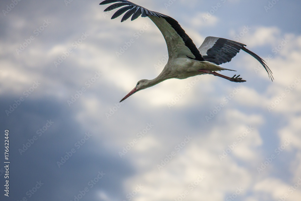 Obraz premium Stork