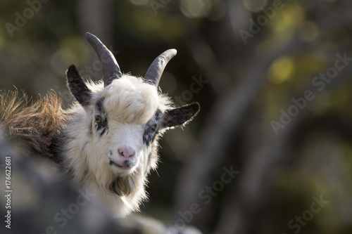 feral goat portraits with autumn background