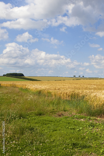 wildflowers and barley