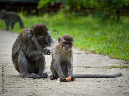 Macaque mother cleaning her baby © CalabrianPhoto