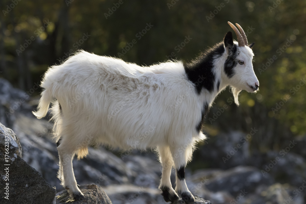 feral goat portraits with autumn background feral goat portraits with autumn background