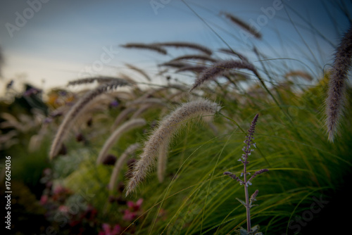 rozplenica japońska, ogrody, kwiaty - trawy ozdobne