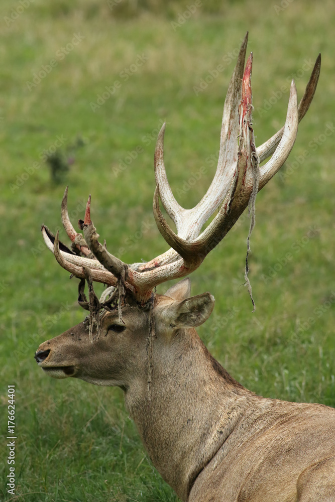 The big male of Bactrian deer (Cervus elaphus bactrianus), detail of head with antlers with green background The big male of Bactrian deer (Cervus elaphus bactrianus), detail of head with antlers with green background