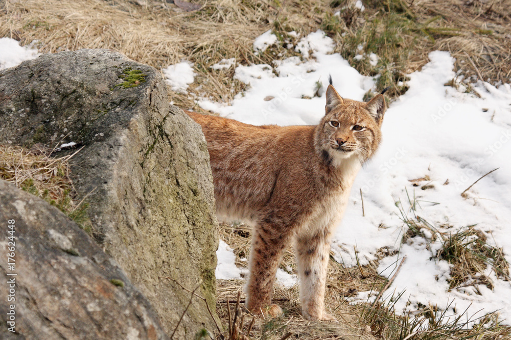 Obraz premium The Eurasian lynx (Lynx lynx) or carpathian lynx walking in the beginning of spring with dry grass and snow and half of the body is hidden behind the rock