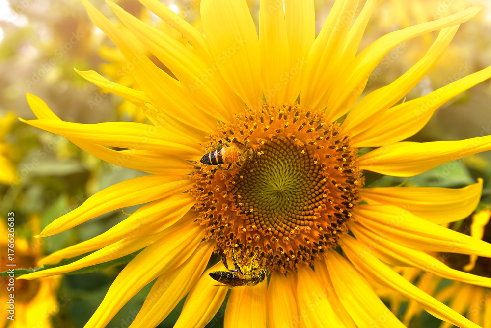 Close-up sunflower with 2 flower bees soft background