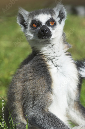 Ring tailed lemur (lemur catta)