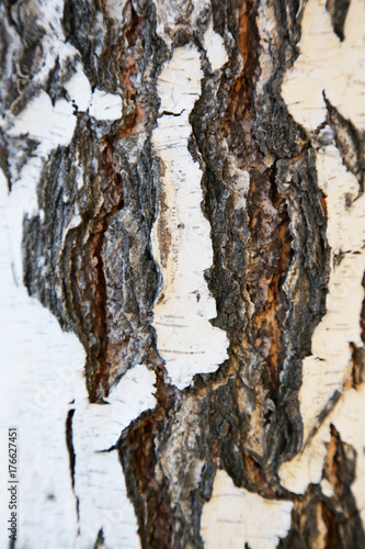 Wallpaper Mural Birch bark texture Texture of birch bark, background Torontodigital.ca