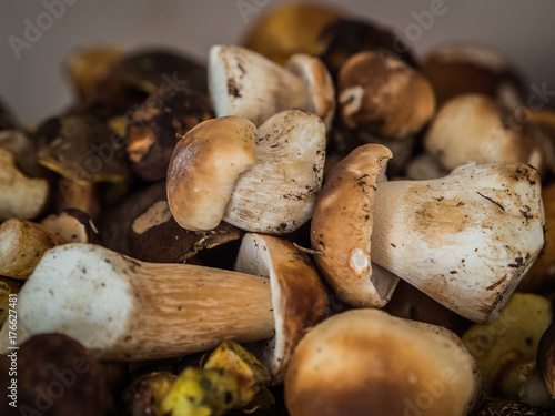 a lot of fresh boletus mushrooms