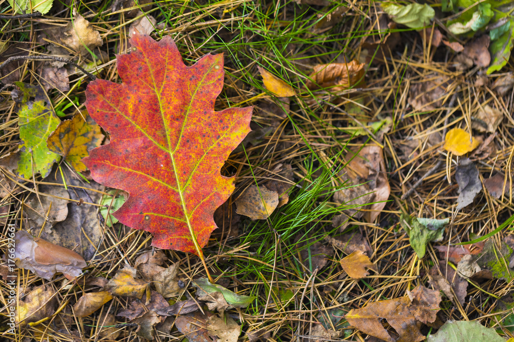 Season of beautiful autumn leaves. Nature background. Season of beautiful autumn leaves. Nature background.