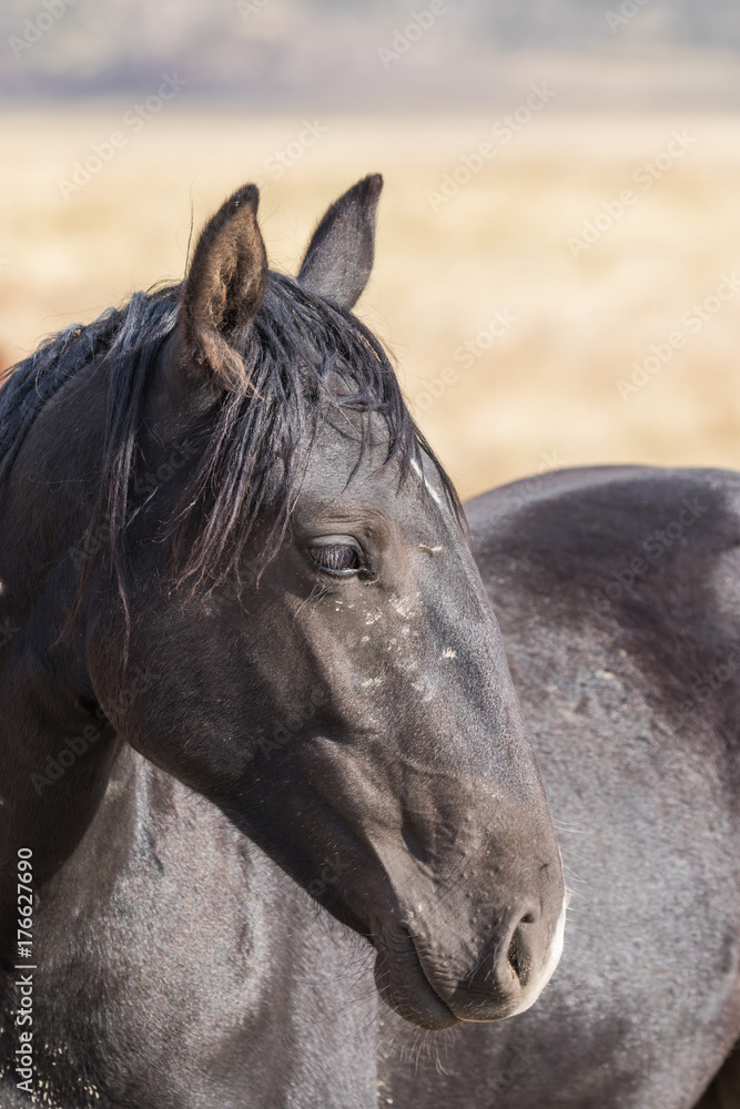 Fototapeta Wild Horse (mustang) Portrati