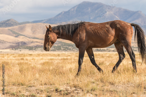 Wild horse in the Desert © natureguy