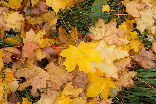 Maple tree leaves in autumn