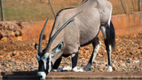 Oryxantilope am Wasserloch, Namibia