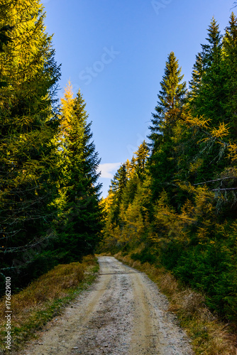 Lärchen im Herbst