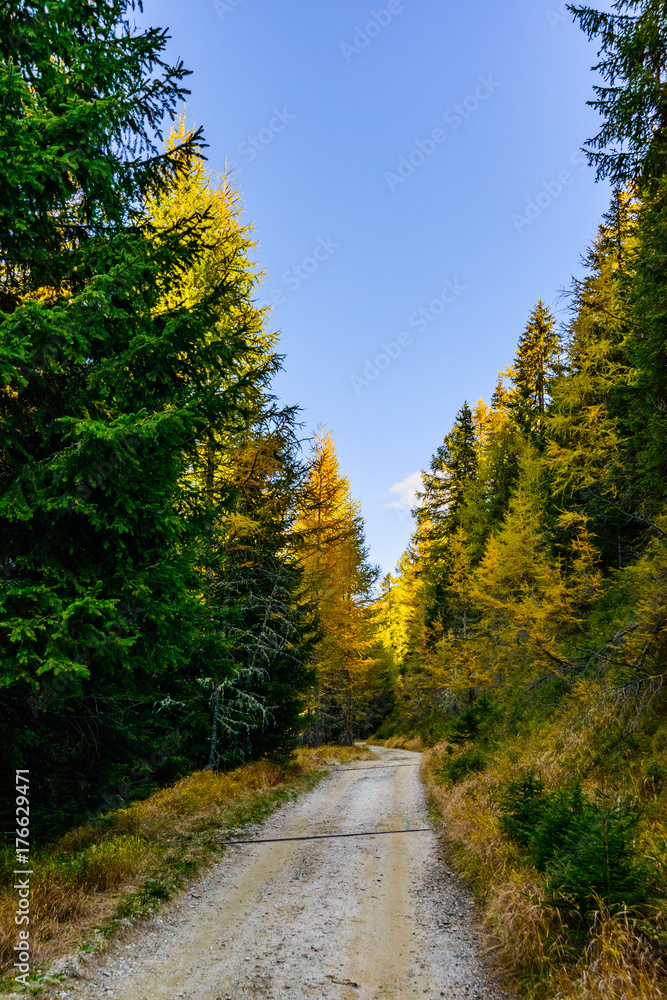 Fototapeta premium Lärchen im Herbst