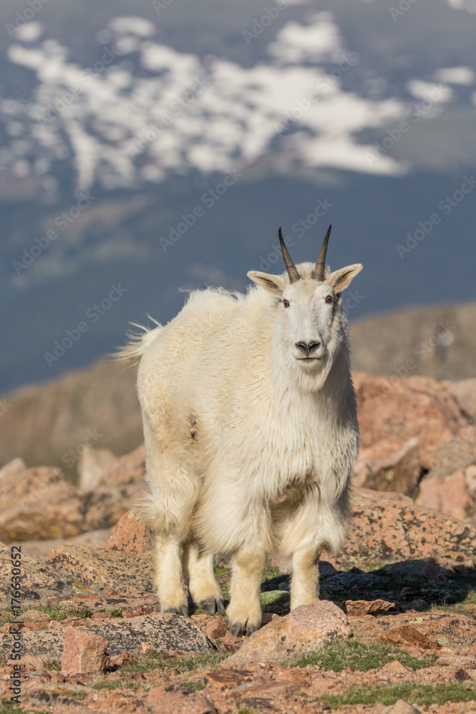 Fototapeta premium Mountain Goat in the High Country